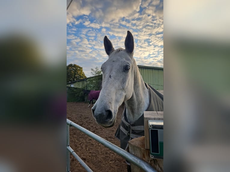 Holstein Gelding 16 years 16 hh Grey in Heidmühlen