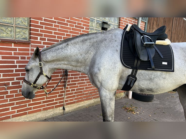 Holstein Gelding 16 years 16 hh Grey in Heidmühlen