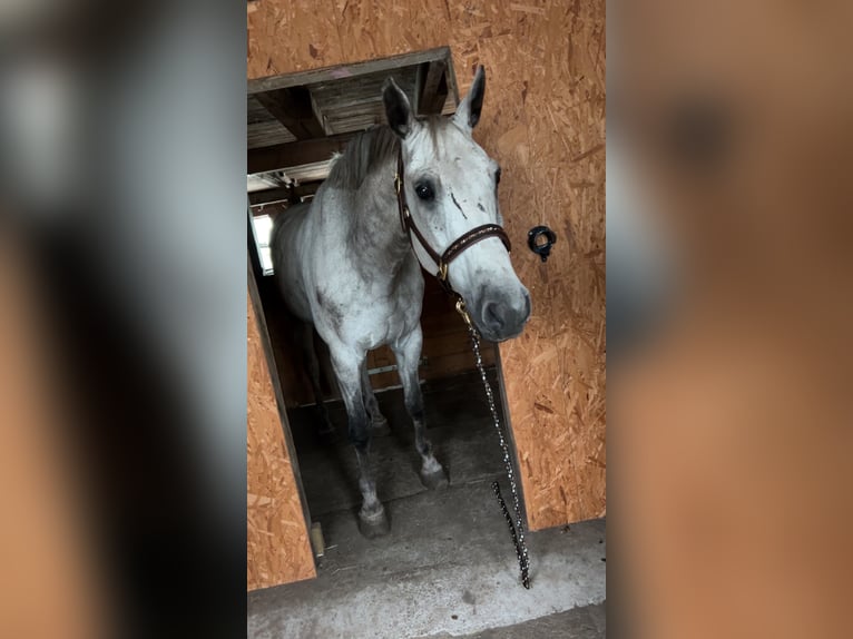 Holstein Gelding 16 years 16 hh Grey in Heidmühlen