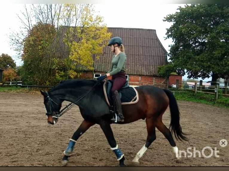 Holstein Gelding 16 years 16,1 hh Brown in Zarpen