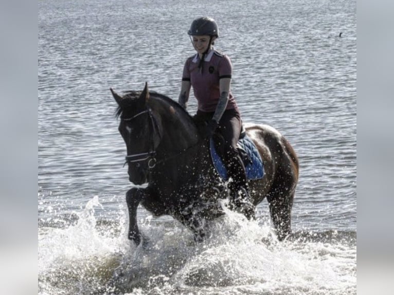 Holstein Gelding 16 years 16,1 hh Brown in Greifswald