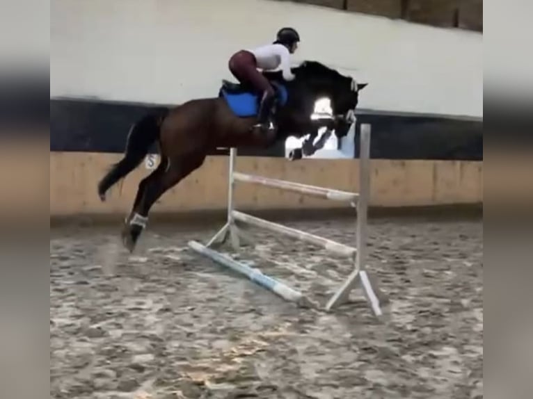 Holstein Gelding 16 years 16,1 hh Brown in Greifswald