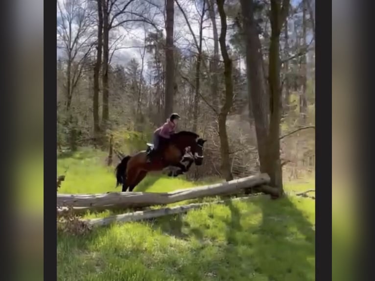 Holstein Gelding 16 years 16,1 hh Brown in Greifswald