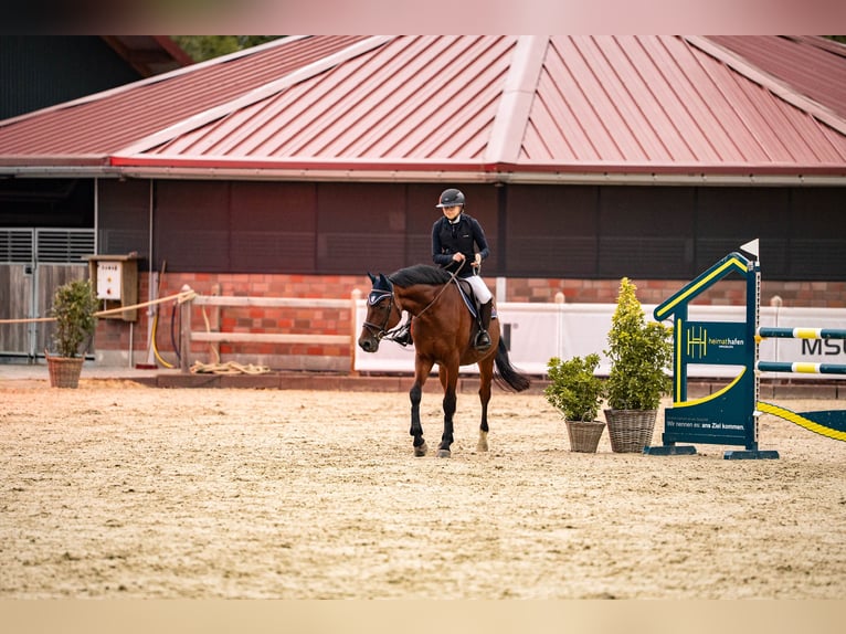 Holstein Gelding 16 years 16,1 hh Brown in Glandorf