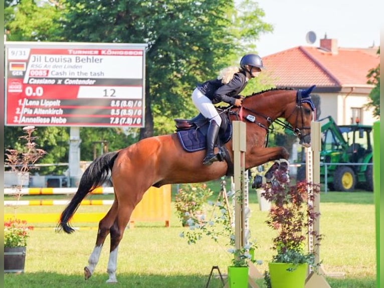 Holstein Gelding 16 years 16,1 hh Brown in Gardelegen