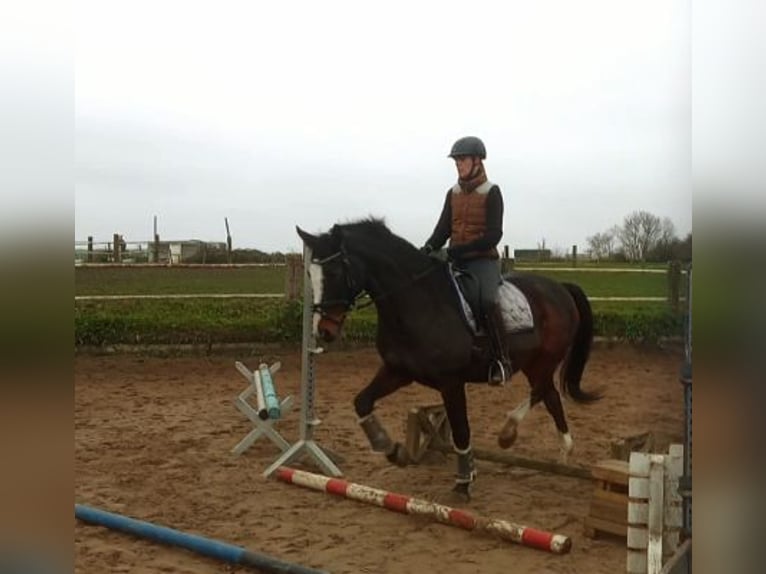Holstein Gelding 16 years 16,2 hh Brown in Zarpen