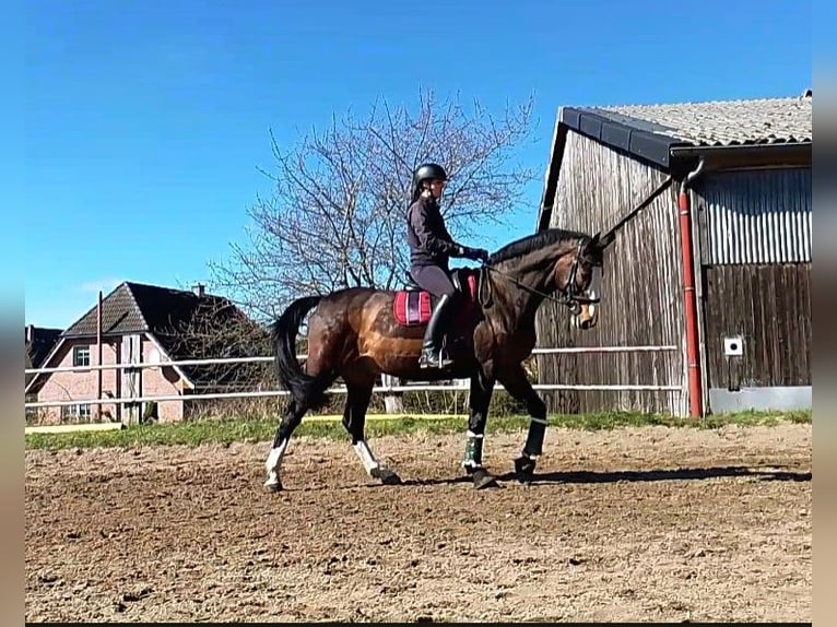 Holstein Gelding 16 years 16,2 hh Brown in Zarpen