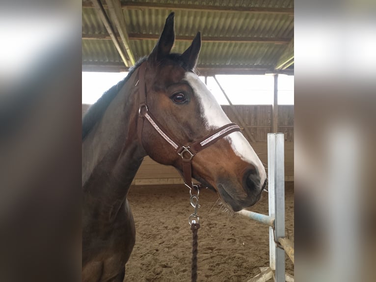 Holstein Gelding 16 years 16,2 hh Brown in Zarpen