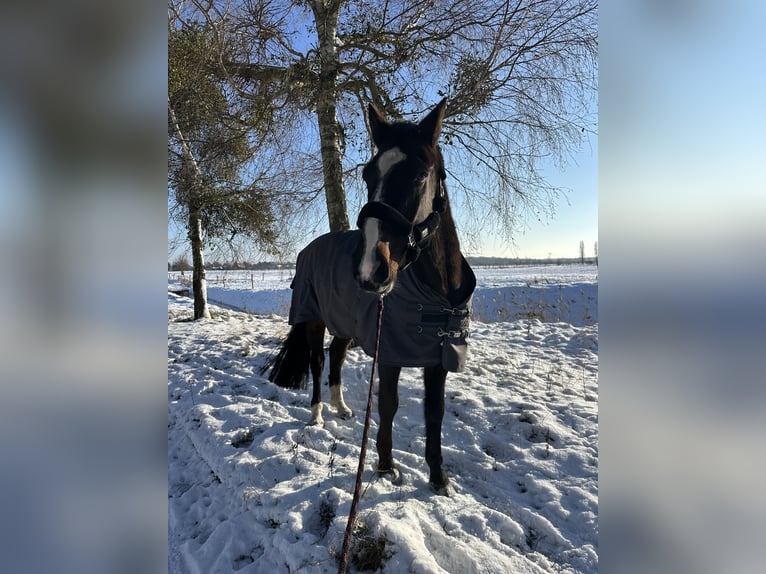 Holstein Gelding 16 years 16,2 hh Brown in Falkensee