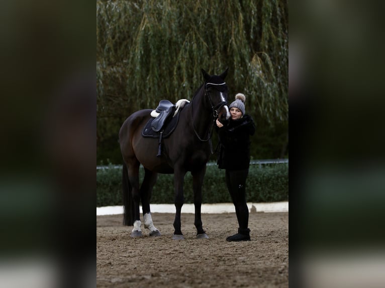 Holstein Gelding 16 years 16,2 hh Brown in Falkensee