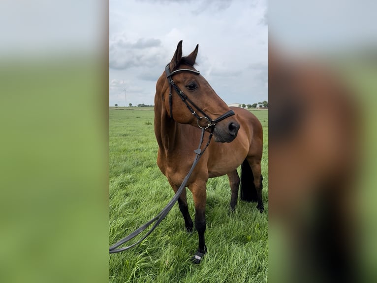 Holstein Gelding 16 years 16,3 hh Brown in Kaiser-Wilhelm-Koog