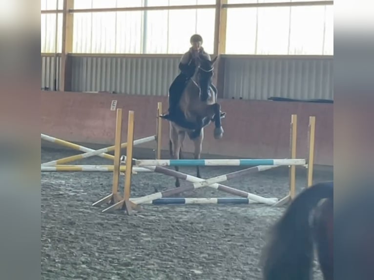 Holstein Gelding 16 years 16,3 hh Brown in Kaiser-Wilhelm-Koog