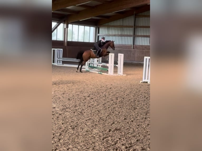Holstein Gelding 16 years 16,3 hh Brown in Kaiser-Wilhelm-Koog