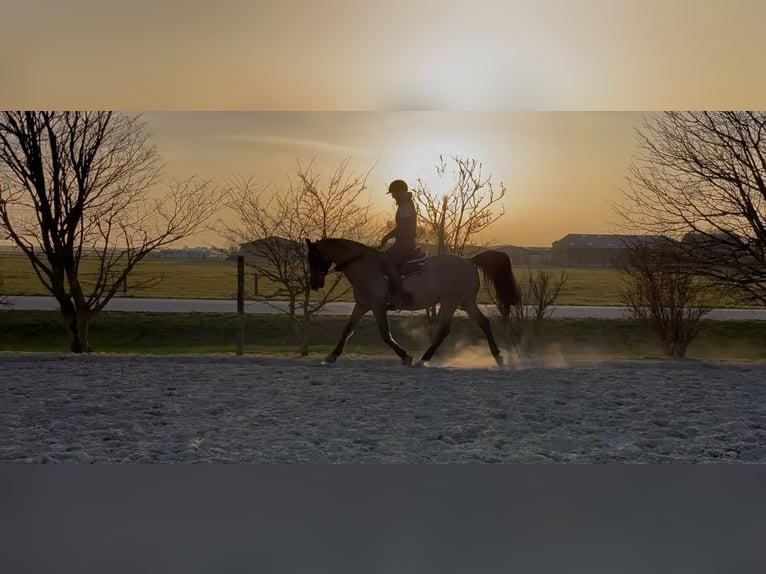 Holstein Gelding 16 years 16,3 hh Brown in Kaiser-Wilhelm-Koog