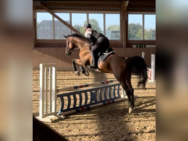 Holstein Gelding 16 years 16,3 hh Brown in Kaiser-Wilhelm-Koog