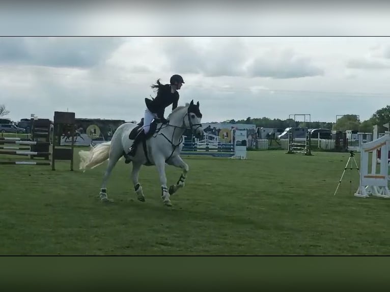 Holstein Gelding 16 years 16,3 hh Gray in Kloster Lehnin