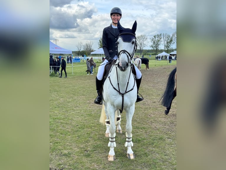 Holstein Gelding 16 years 16,3 hh Gray in Kloster Lehnin