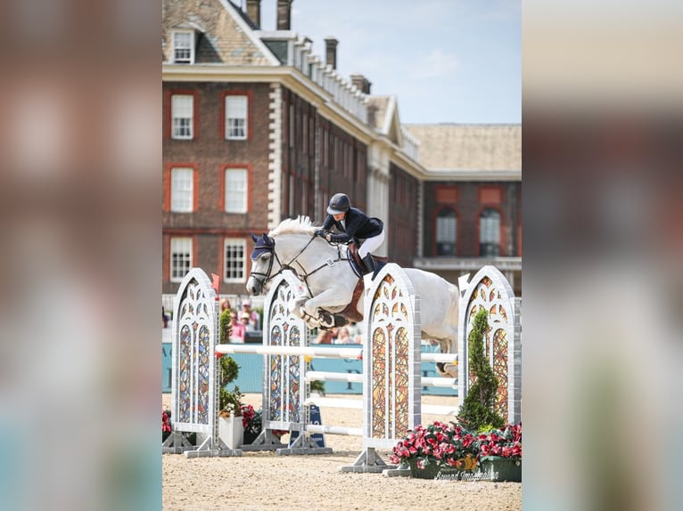 Holstein Gelding 16 years 16,3 hh Gray in Kloster Lehnin