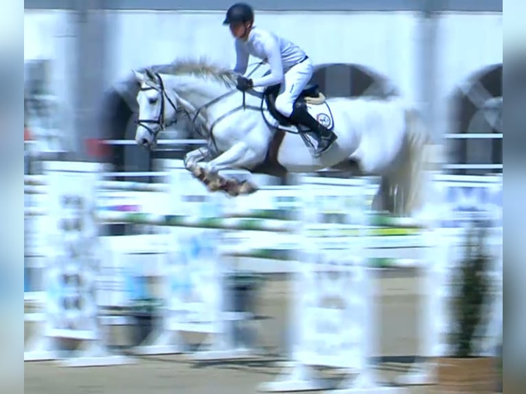 Holstein Gelding 16 years 16,3 hh Gray in Kloster Lehnin