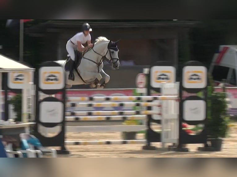 Holstein Gelding 16 years 16,3 hh Gray in Kloster Lehnin