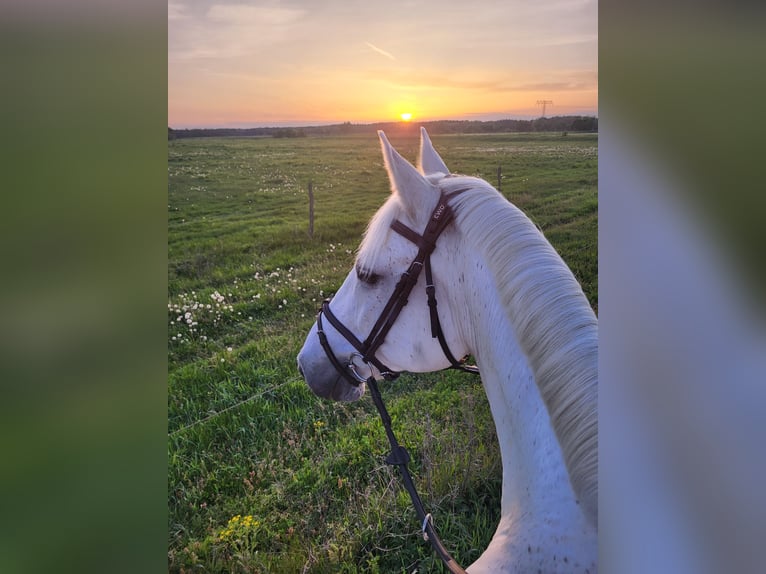 Holstein Gelding 16 years 16,3 hh Gray in Kloster Lehnin
