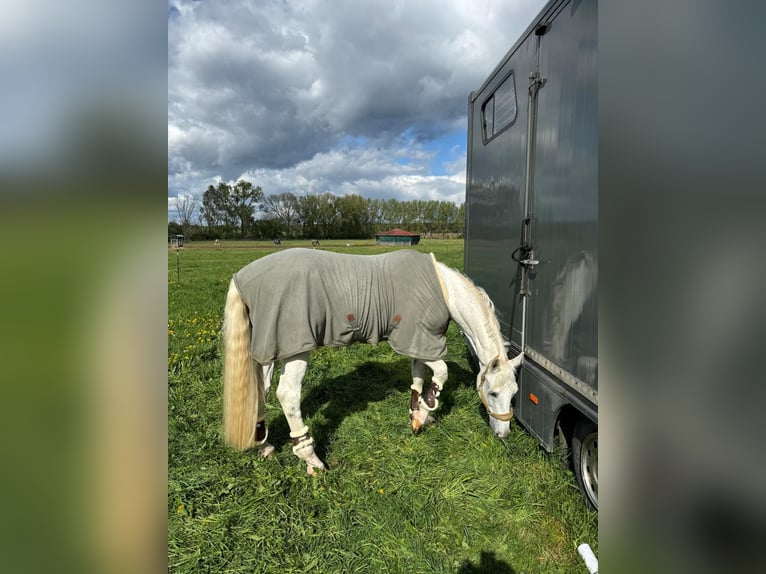 Holstein Gelding 16 years 16,3 hh Gray in Kloster Lehnin