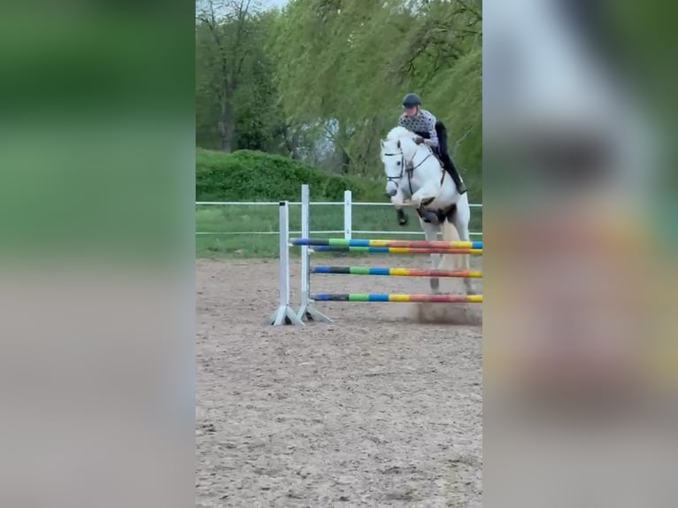 Holstein Gelding 16 years 16,3 hh Gray in Kloster Lehnin