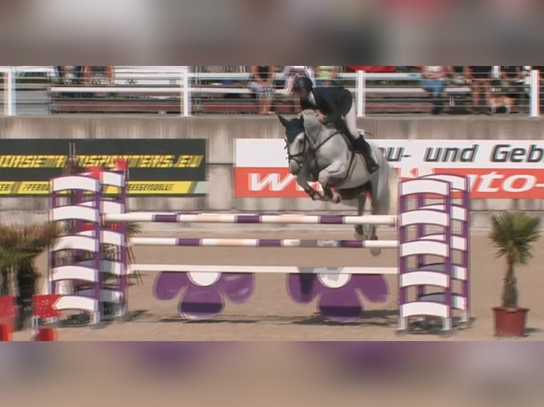 Holstein Gelding 16 years 16,3 hh Gray in Kloster Lehnin