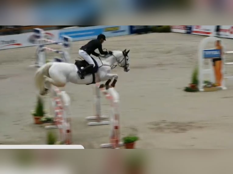 Holstein Gelding 16 years 16,3 hh Gray in Kloster Lehnin