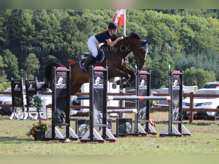 Holstein Gelding 16 years 16,3 hh in tinglev