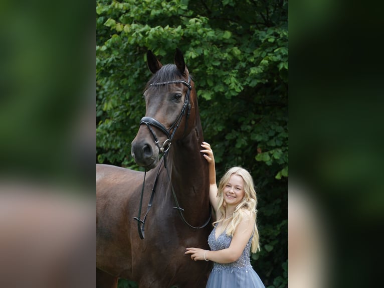 Holstein Gelding 16 years 17,1 hh Smoky-Black in Freiberg am Neckar