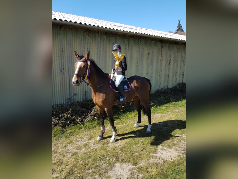 Holstein Gelding 16 years 17.3 hh Brown in Tinglev