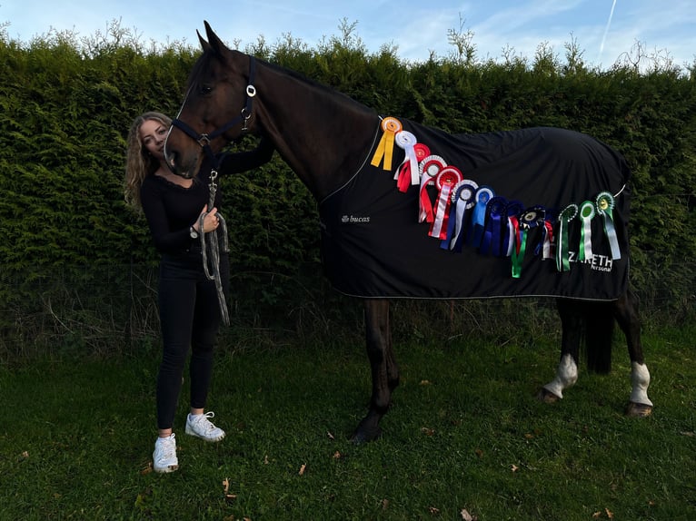 Holstein Gelding 16 years 17 hh Bay-Dark in Halstenbek