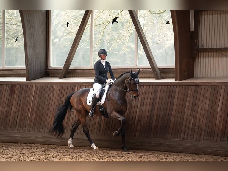 Holstein Gelding 16 years 17 hh Bay-Dark in Halstenbek