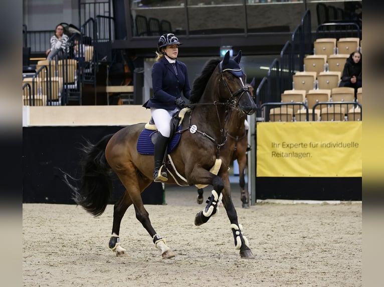 Holstein Gelding 16 years 17 hh Bay-Dark in Halstenbek