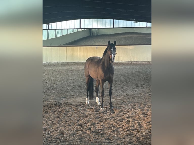 Holstein Gelding 16 years 17 hh Bay-Dark in Halstenbek