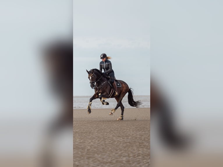 Holstein Gelding 16 years 17 hh Bay-Dark in Halstenbek