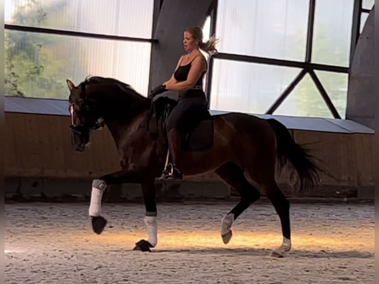 Holstein Gelding 16 years 17 hh Bay-Dark in Halstenbek