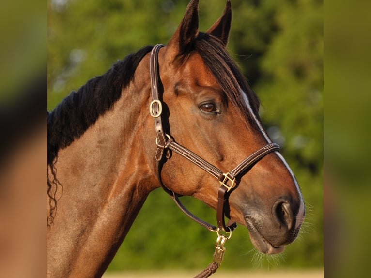 Holstein Gelding 16 years 17 hh Bay-Dark in Halstenbek
