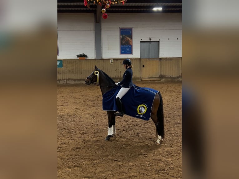 Holstein Gelding 16 years 17 hh Bay-Dark in Halstenbek