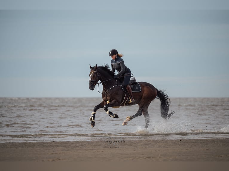 Holstein Gelding 16 years 17 hh Bay-Dark in Halstenbek