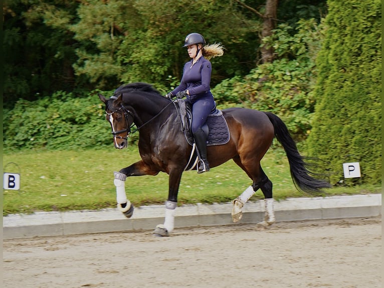 Holstein Gelding 16 years 17 hh Bay-Dark in Halstenbek