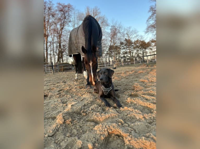 Holstein Gelding 16 years 17 hh Bay-Dark in Halstenbek
