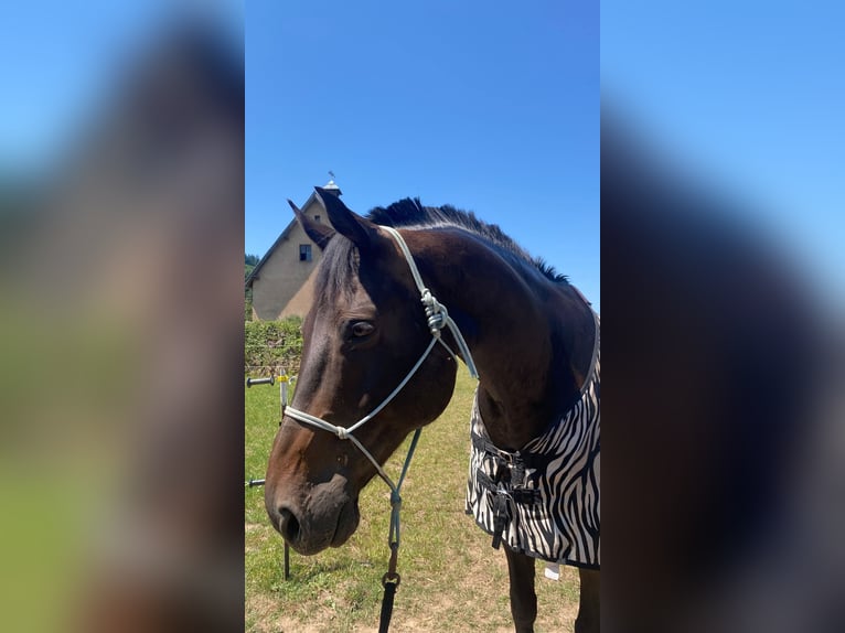 Holstein Gelding 16 years 17 hh Bay-Dark in Obernburg am Main