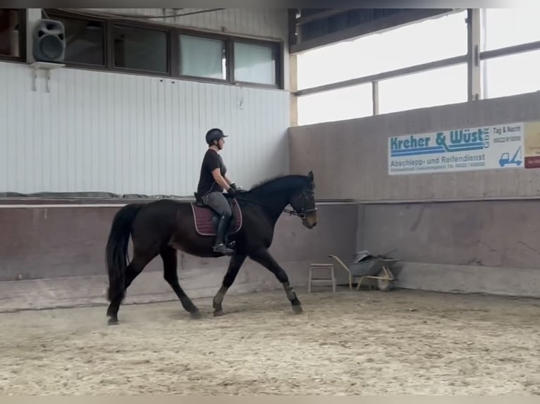 Holstein Gelding 16 years 17 hh Bay-Dark in Obernburg am Main