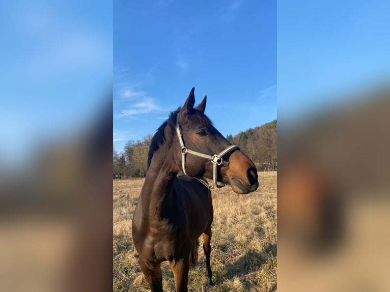 Holstein Gelding 16 years 17 hh Bay-Dark in Obernburg am Main