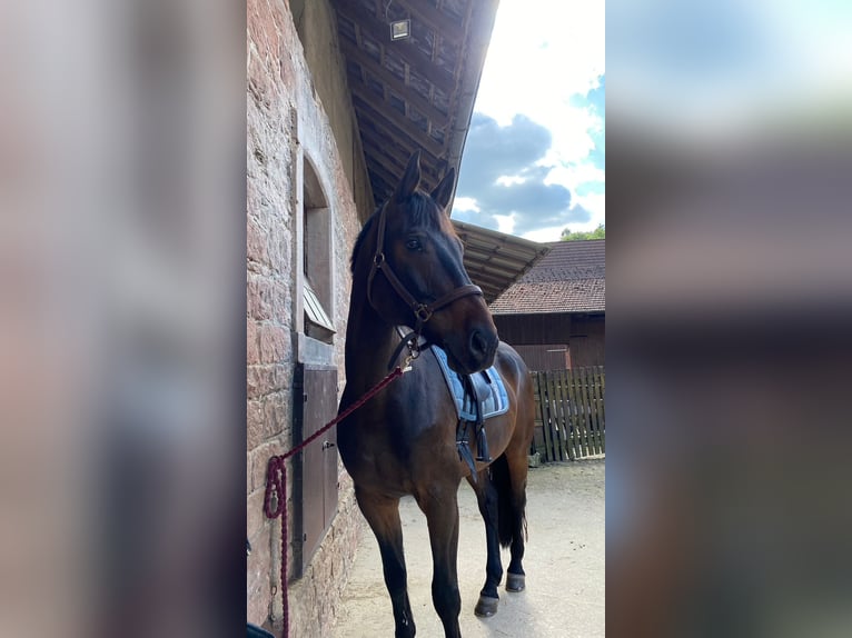 Holstein Gelding 16 years 17 hh Bay-Dark in Obernburg am Main