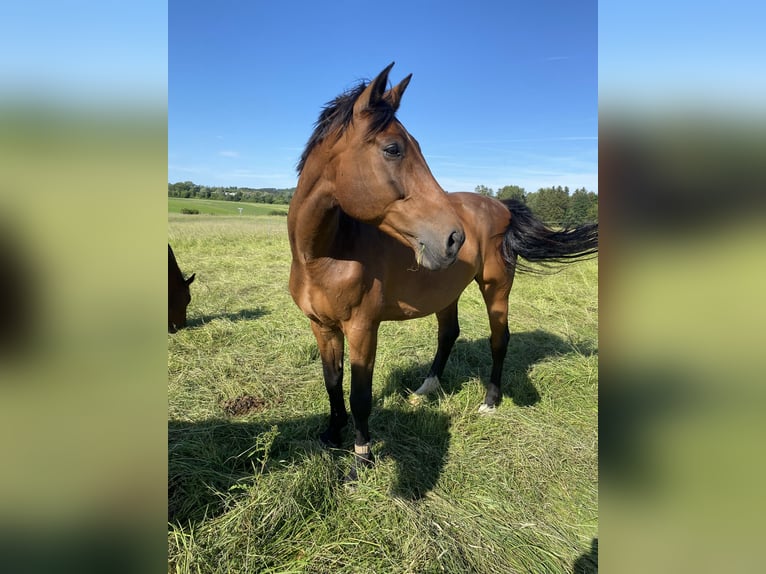 Holstein Gelding 16 years 17 hh Brown in Bad Dürrheim