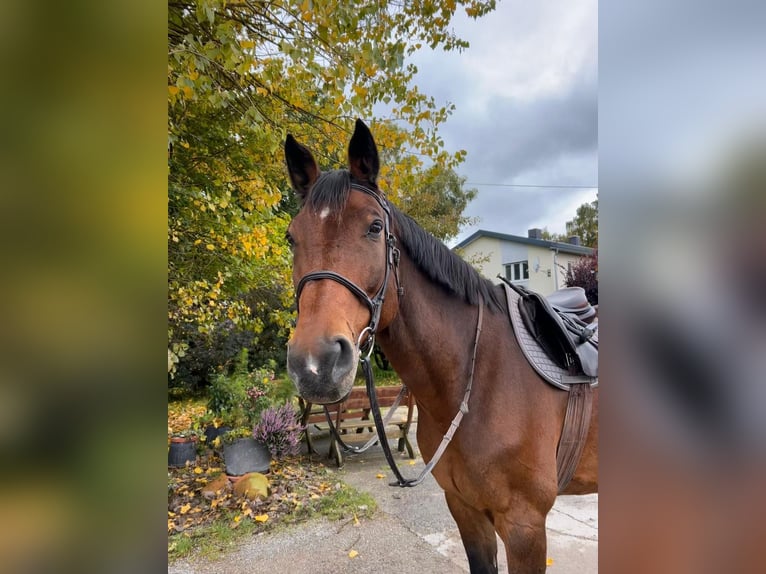 Holstein Gelding 16 years 17 hh Brown in Bad Dürrheim