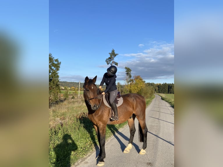 Holstein Gelding 16 years 17 hh Brown in Bad Dürrheim